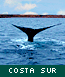 Costa Patagnica
