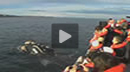 Avistaje de ballenas en Puerto Pir�mides