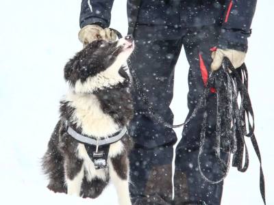 Travesías/expediciones con Trineo de Perros Bosque de los Huskies