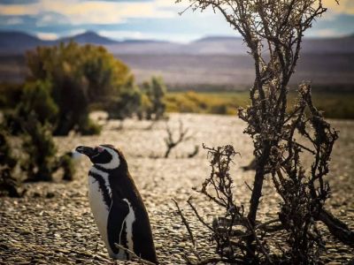 Paseos Marítimos Pinocho Excursiones 